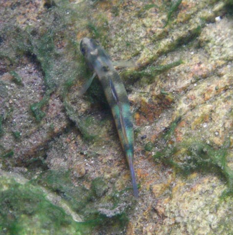 Sicyopus zosterophorus