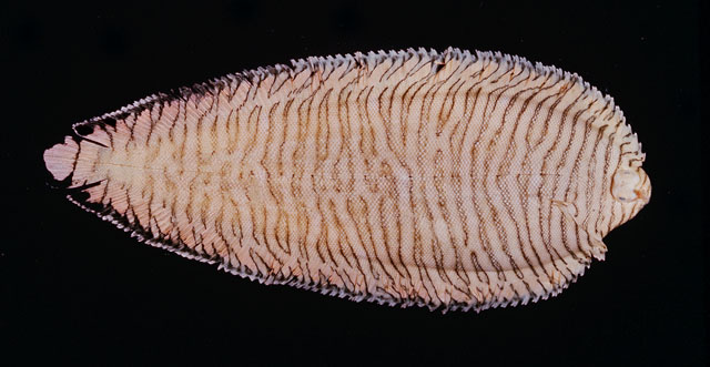 Soleichthys heterorhinos