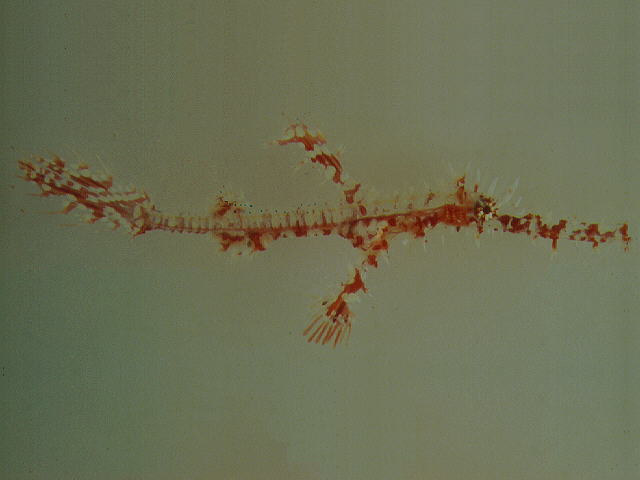 Solenostomus paradoxus