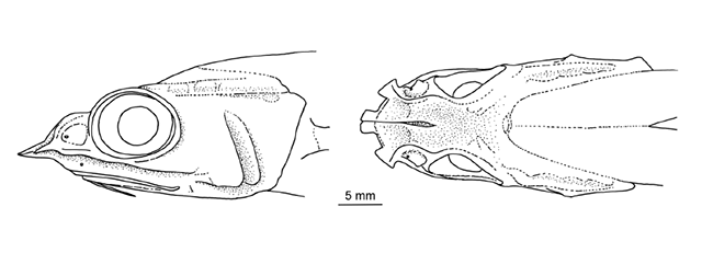 Spicomacrurus adelscotti