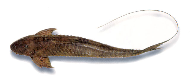 Spatuloricaria lagoichthys
