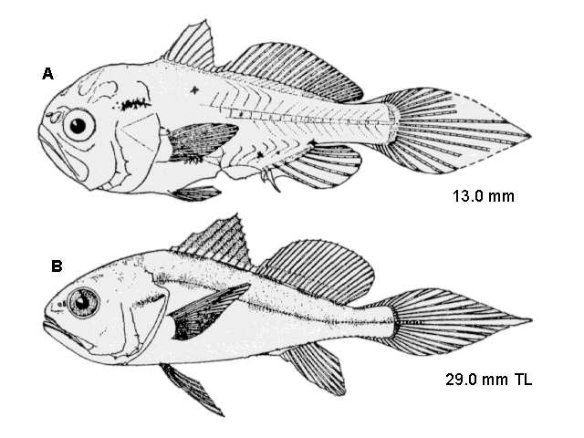 Stellifer lanceolatus