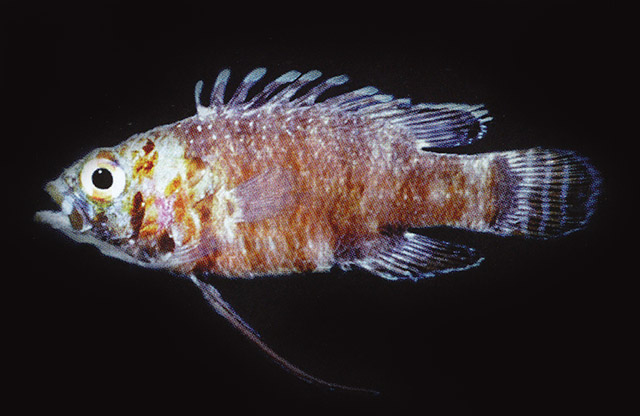 Steeneichthys plesiopsus