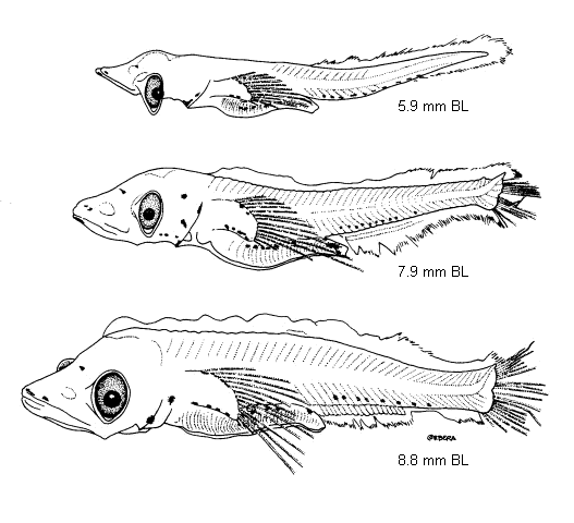 Symbolophorus barnardi