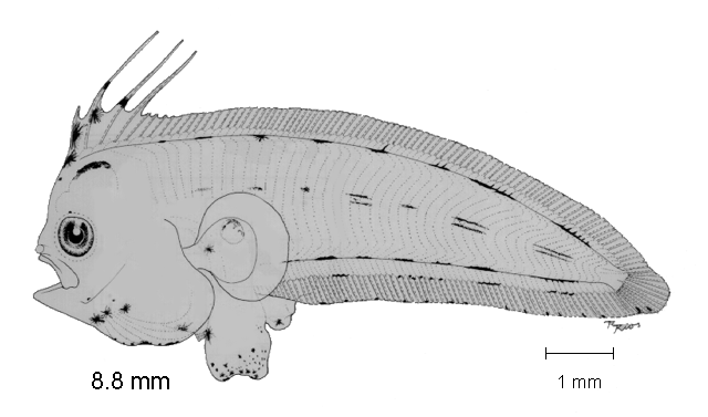 Symphurus gorgonae