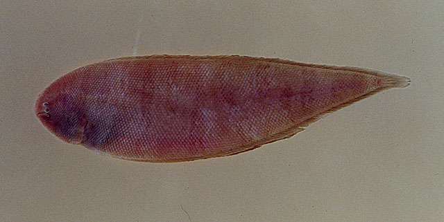 Symphurus plagusia