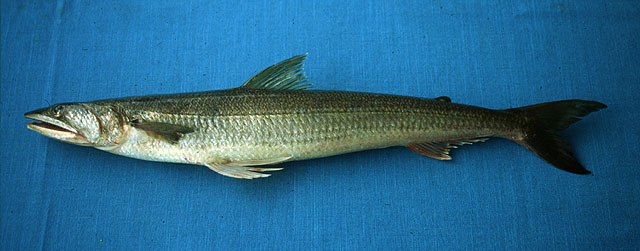 Synodus scituliceps