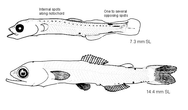 Taaningichthys bathyphilus