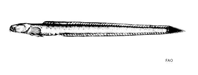 Taenioides gracilis