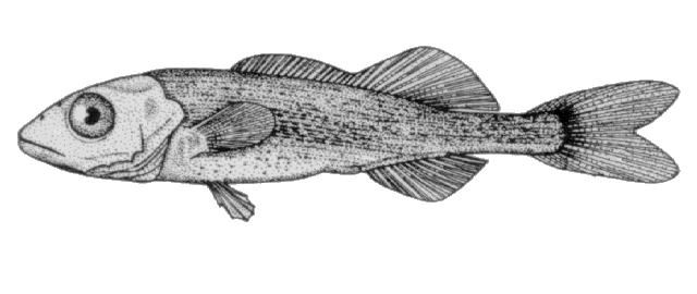 Tetragonurus atlanticus