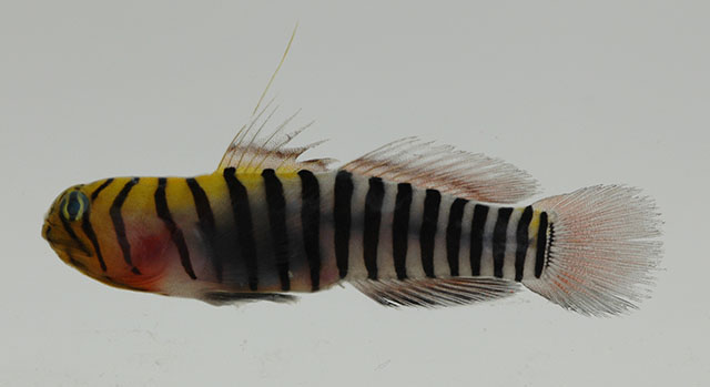 Tigrigobius zebrellus
