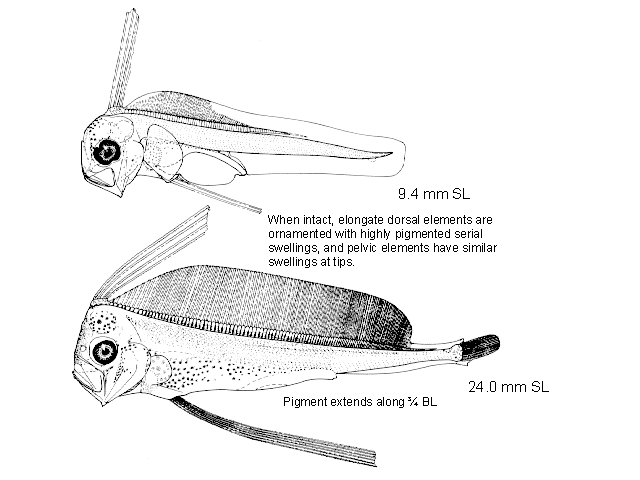 Trachipterus altivelis