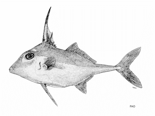 Tripodichthys angustifrons
