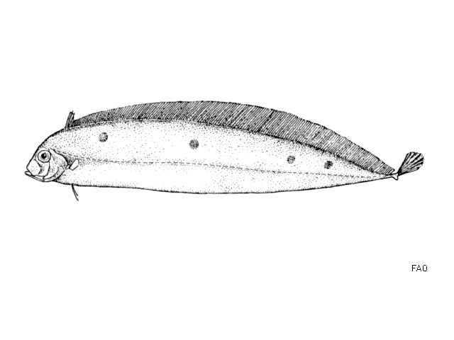 Trachipterus arcticus