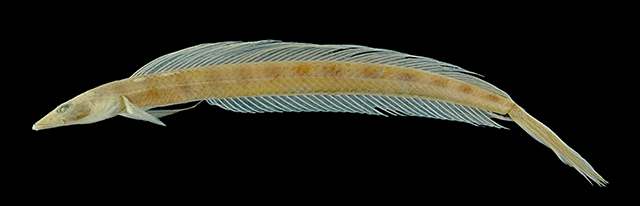 Trichonotus cyclograptus