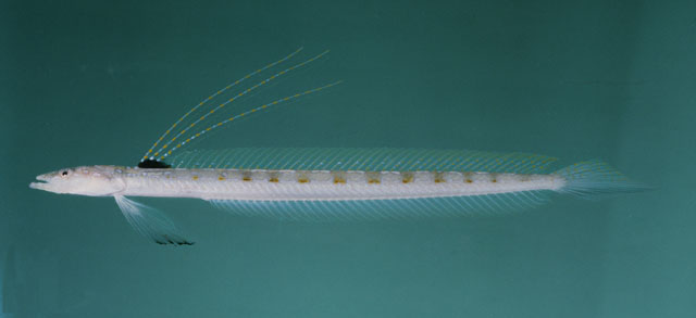 Trichonotus elegans