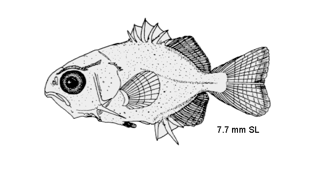 Trachinotus falcatus