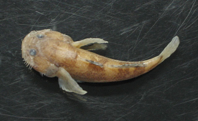Trachidermus fasciatus