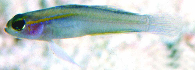 Tryssogobius flavolineatus