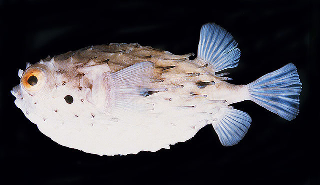 Tragulichthys jaculiferus