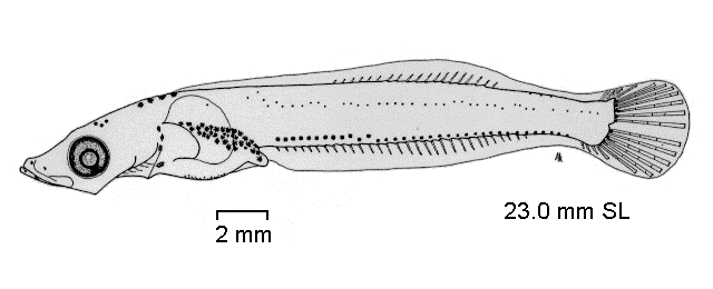 Trematomus lepidorhinus