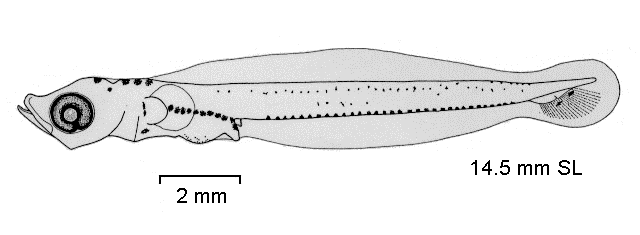 Trematomus lepidorhinus