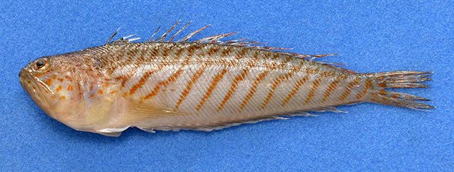 Trachinus lineolatus