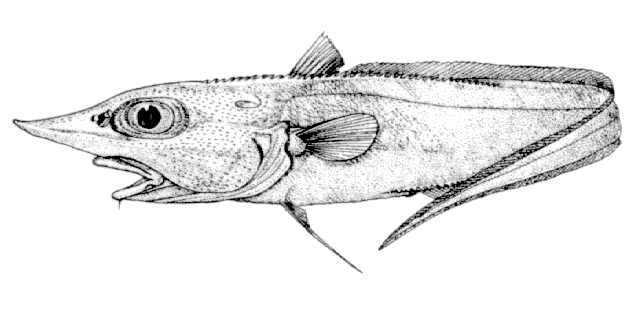 Trachyrincus murrayi