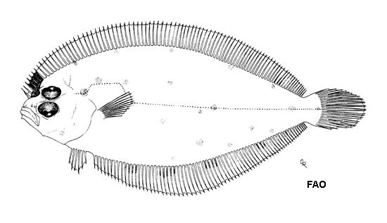 Trichopsetta orbisulcus