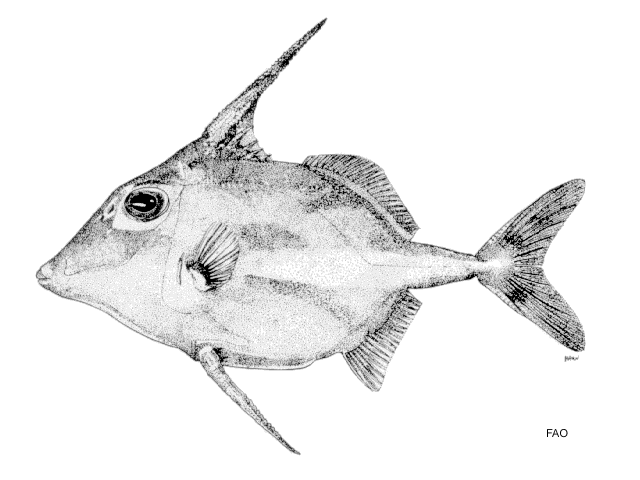 Tripodichthys oxycephalus