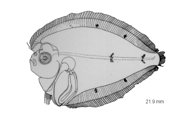 Trichopsetta ventralis