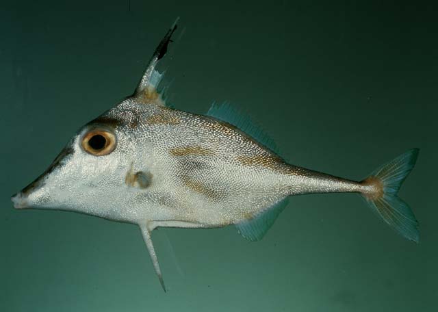 Trixiphichthys weberi