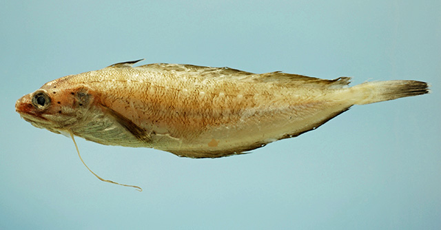 Urophycis floridana