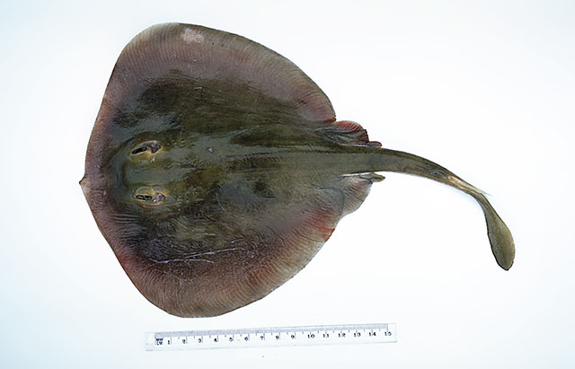 Urolophus kapalensis