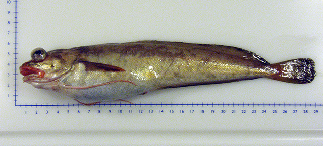 Urophycis tenuis