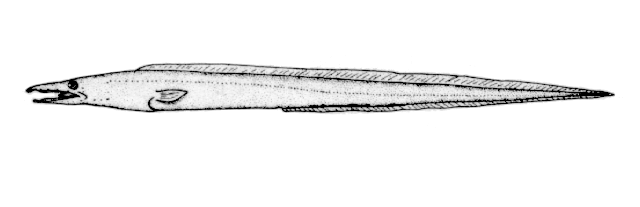 Xenomystax atrarius