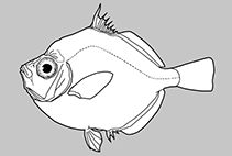 Image of Antigonia malayana (Malayan deepsea boarfish)