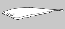 Image of Sternarchorhynchus goeldii (Goeldi’s tube-snouted ghost knifefish)