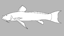 Image of Astroblepus theresiae 