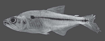 Image of Acestrocephalus maculosus 