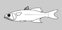 Image of Bedotia alveyi (Makira Rainbowfish)