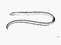 Image of Bascanichthys bascanoides (Sooty sand eel)