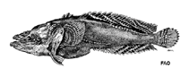 Image of Batrachoides gilberti (Large-eye toadfish)