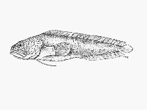 Image of Bidenichthys capensis (Freetail brotula)