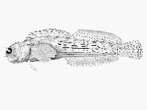 Image of Blenniella caudolineata (Blue-spotted blenny)