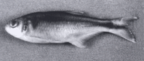 Image of Bryconamericus andresoi 
