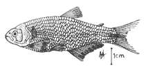 Image of Bryconamericus galvisi 