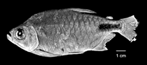 Image of Brachypetersius pseudonummifer 