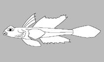 Image of Callionymus kotthausi (Kotthaus’ deepwater dragonet)