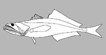 Image of Pseudoscopelus cephalus 